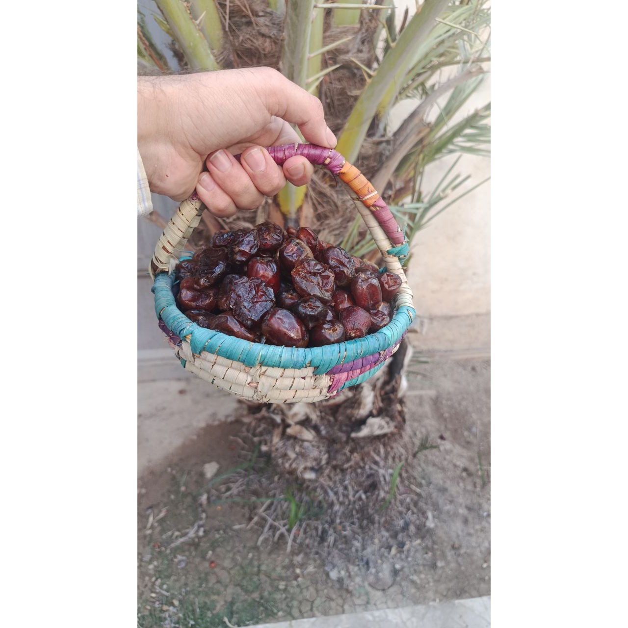 خرمای گنتار (قنطار) درجه یک، دانه درشت و تازه شادگان - نرم، شیرین و پرشیره (بسته 1 کیلوگرمی)