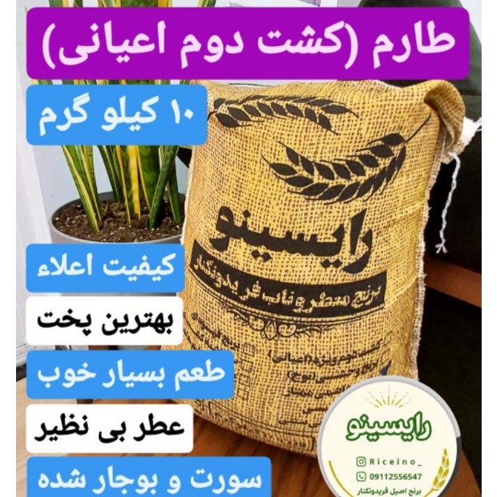 برنج طارم (کشت دوم اعیونی) فریدونکنار-اعلاء(10کیلویی)