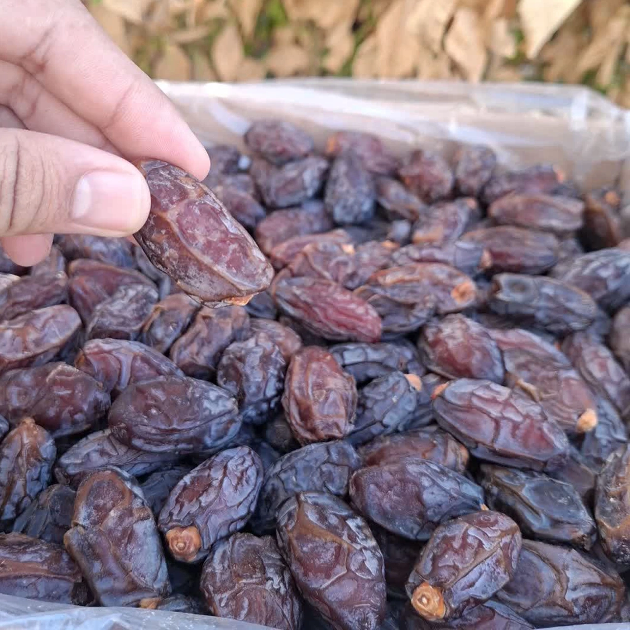 خرمای مجول درجه یک (500 گرمی)