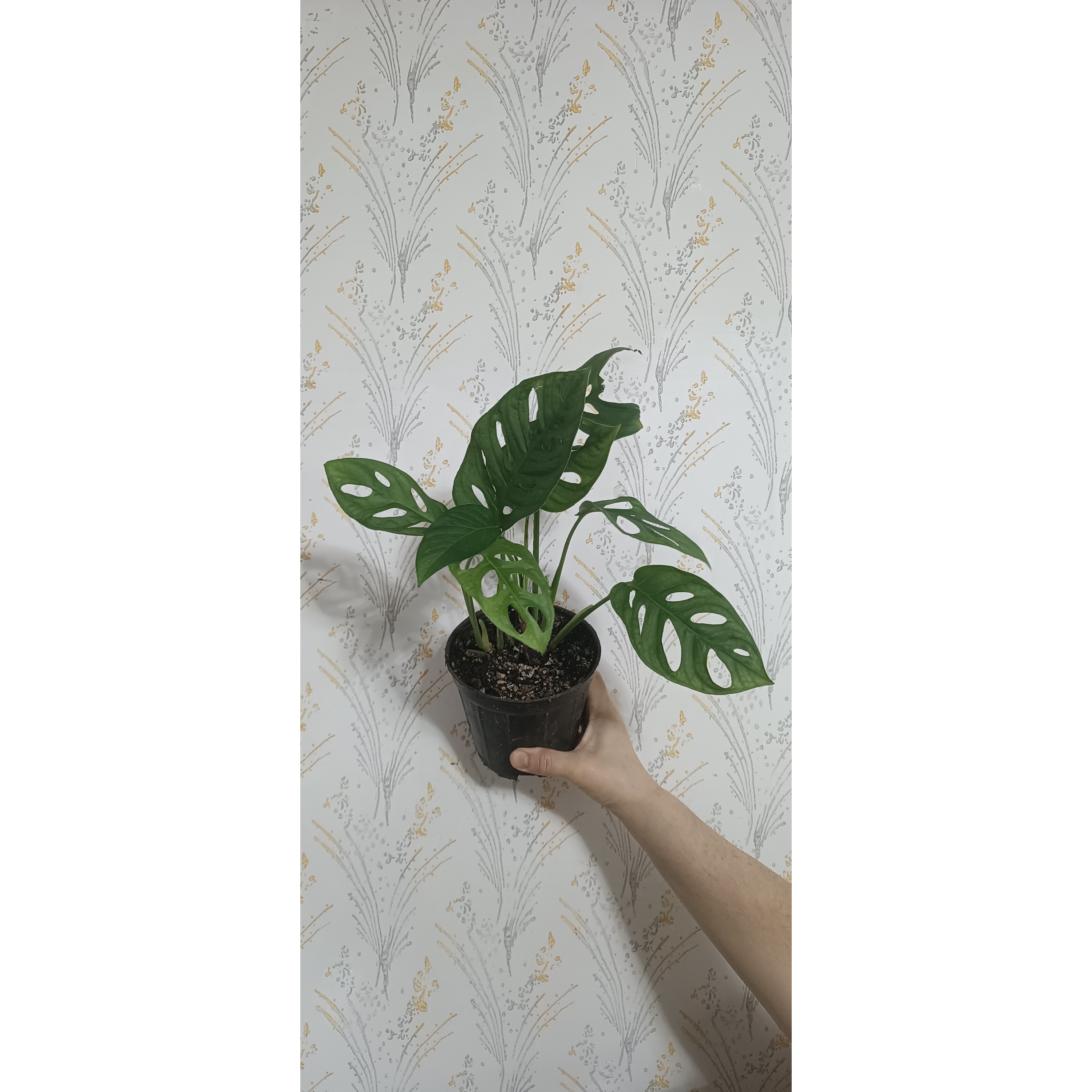پتوس حصیری (پس کرایه)