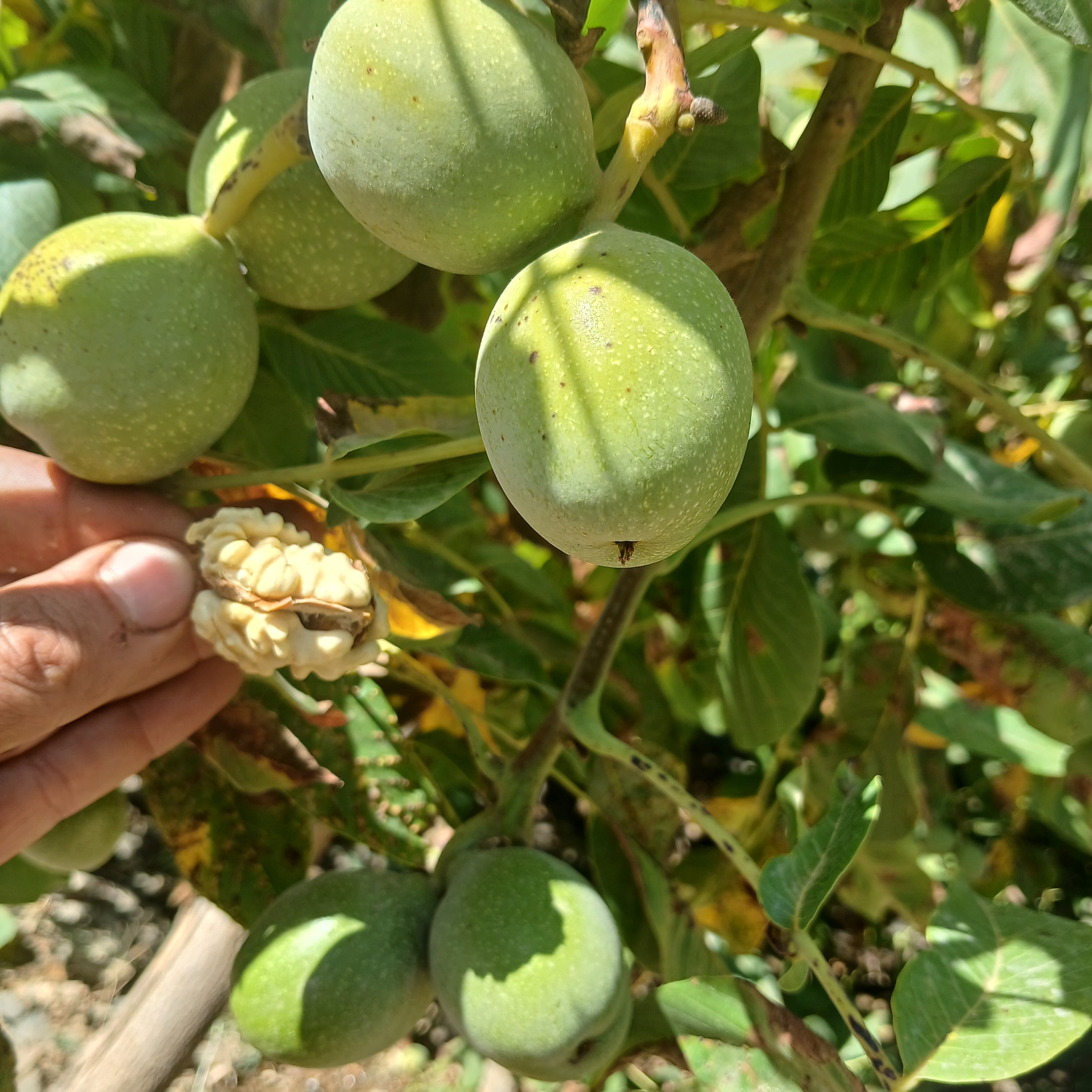 گردو کردستان اعلا