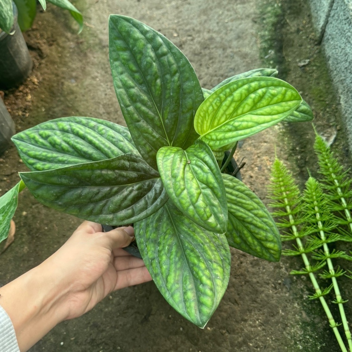 پتوس چروک پتوس چرمی چند بوته کاشته شده در سطل 3/5