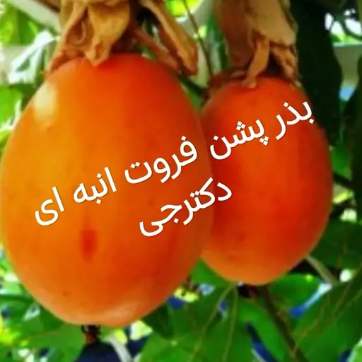 بذر پشن فروت انبه ای یا گرانادیلا گلدانی دکترجی به همراه ضمانتنامه کتبی دکترجی