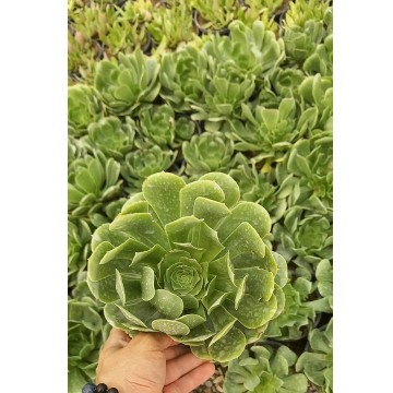 گیاه آئونیوم خورشیدی پک 3 عددی گلدان 14 کاکتوس گل