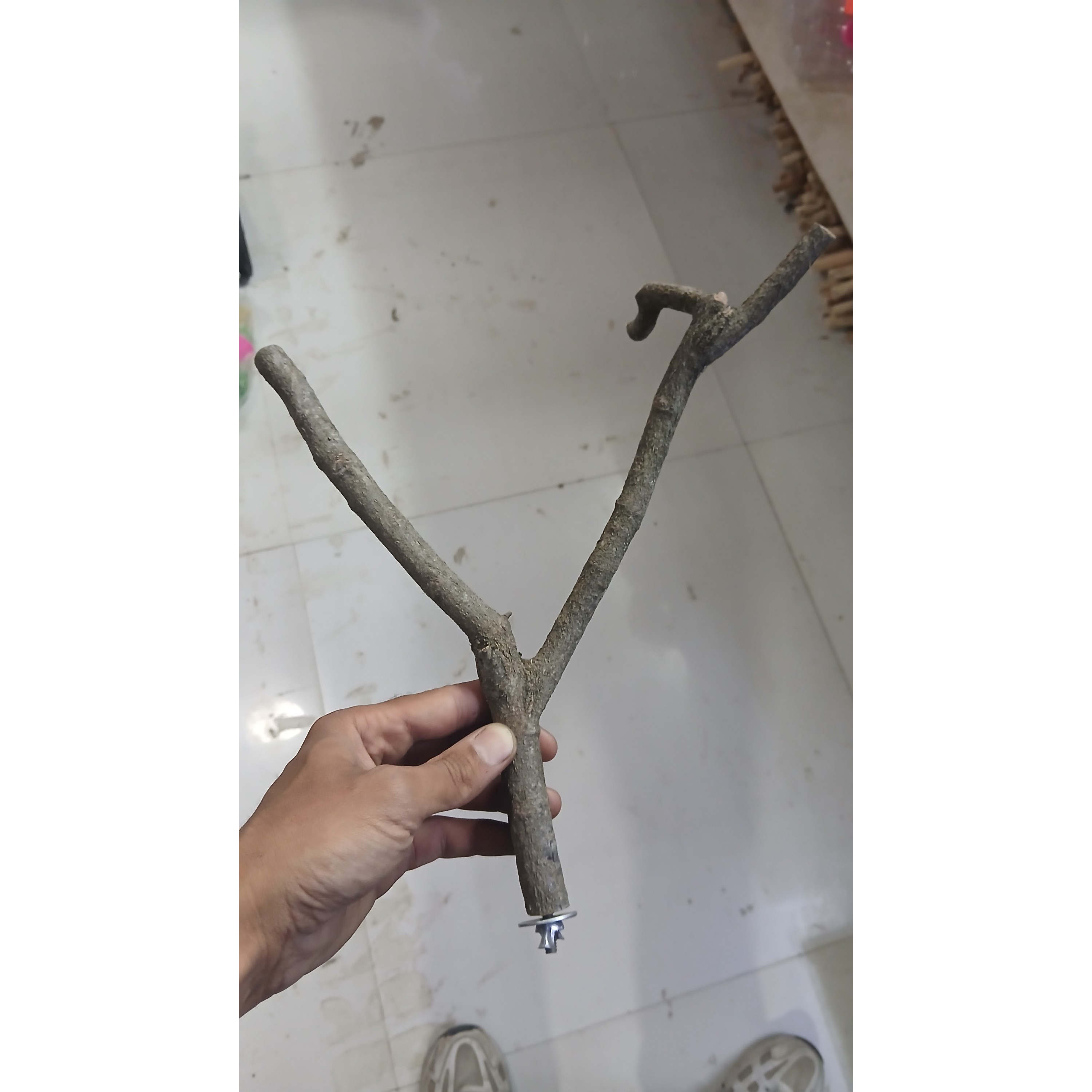 چوب دو شاخه نشیمنگاه پرنده جدید