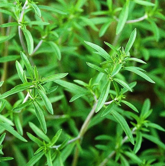 عرق سنتی مرزه