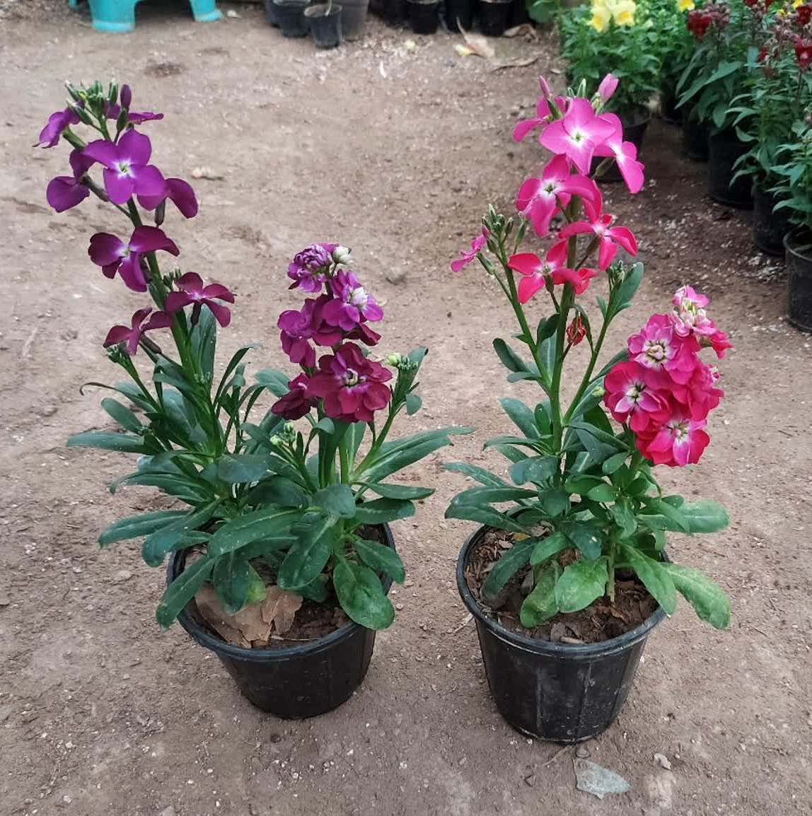 بذر شب بو الوان