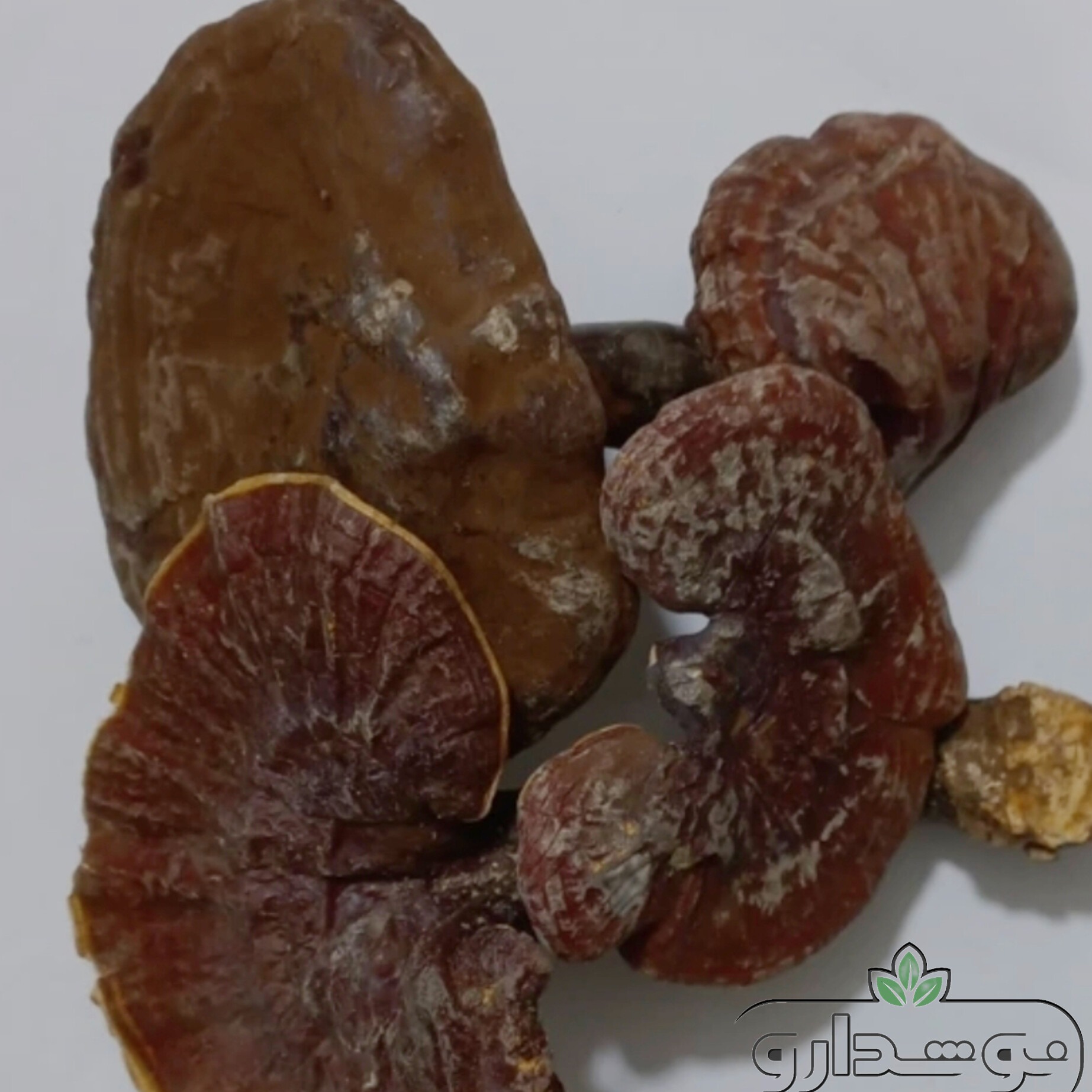 قارچ گانودرما 10 کیلویی (کارتنی)