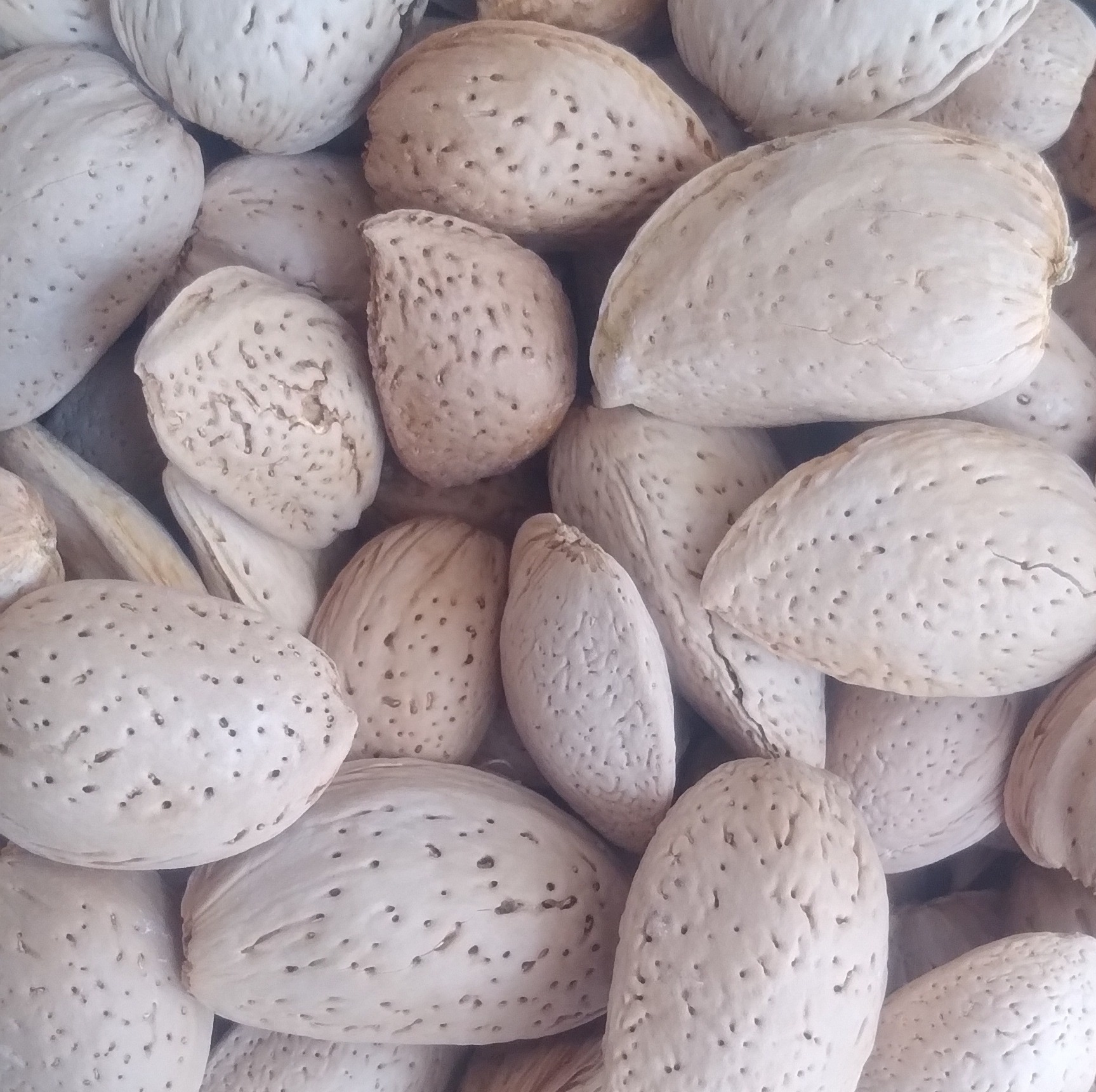 بادام شیرین سنگی