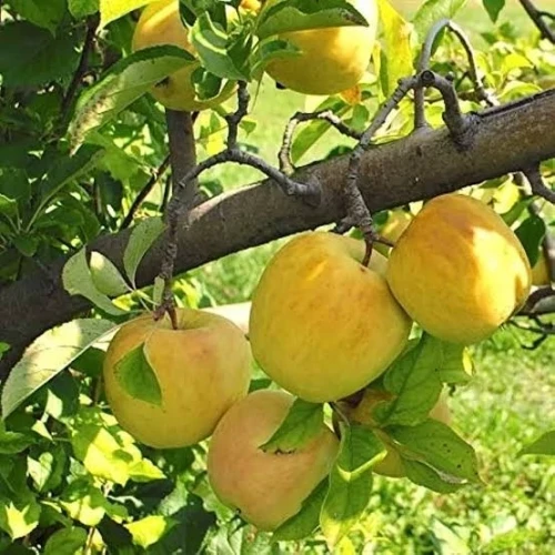 نهال سیب گلدن دلیشز