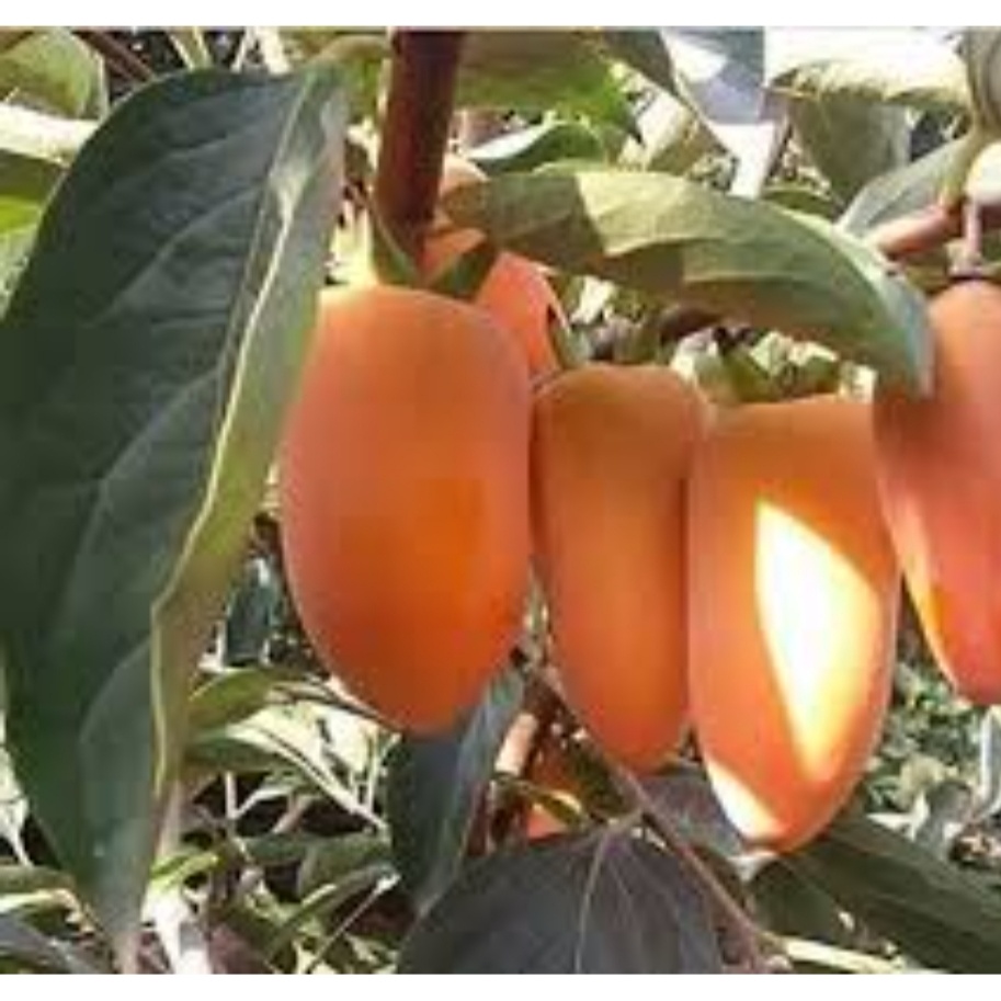 نهال خرمالو موزی