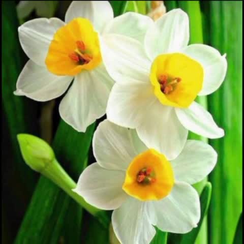 عطر گل نرگس طبیعی عطر نرگس ، ارسال رایگان ، خوشبو، رفع سردردهای سوداوی و بلغمی ، بهبود سینوزیت ، رفع انگل مغز ،تقویت قلب