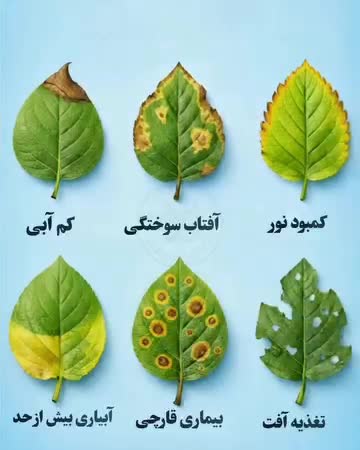 قارچ کش تیوفانات متیل 20 گرمی پروتکت نیچر