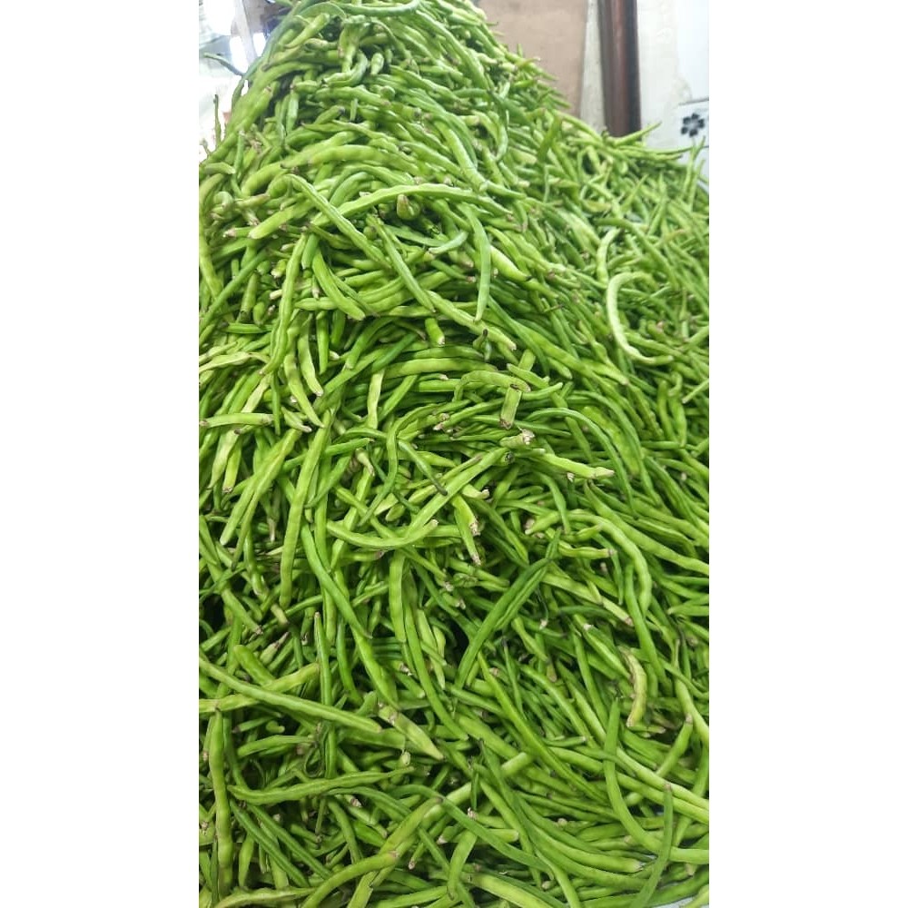 لوبیای سبز خوزستان (چشم بلبلی)