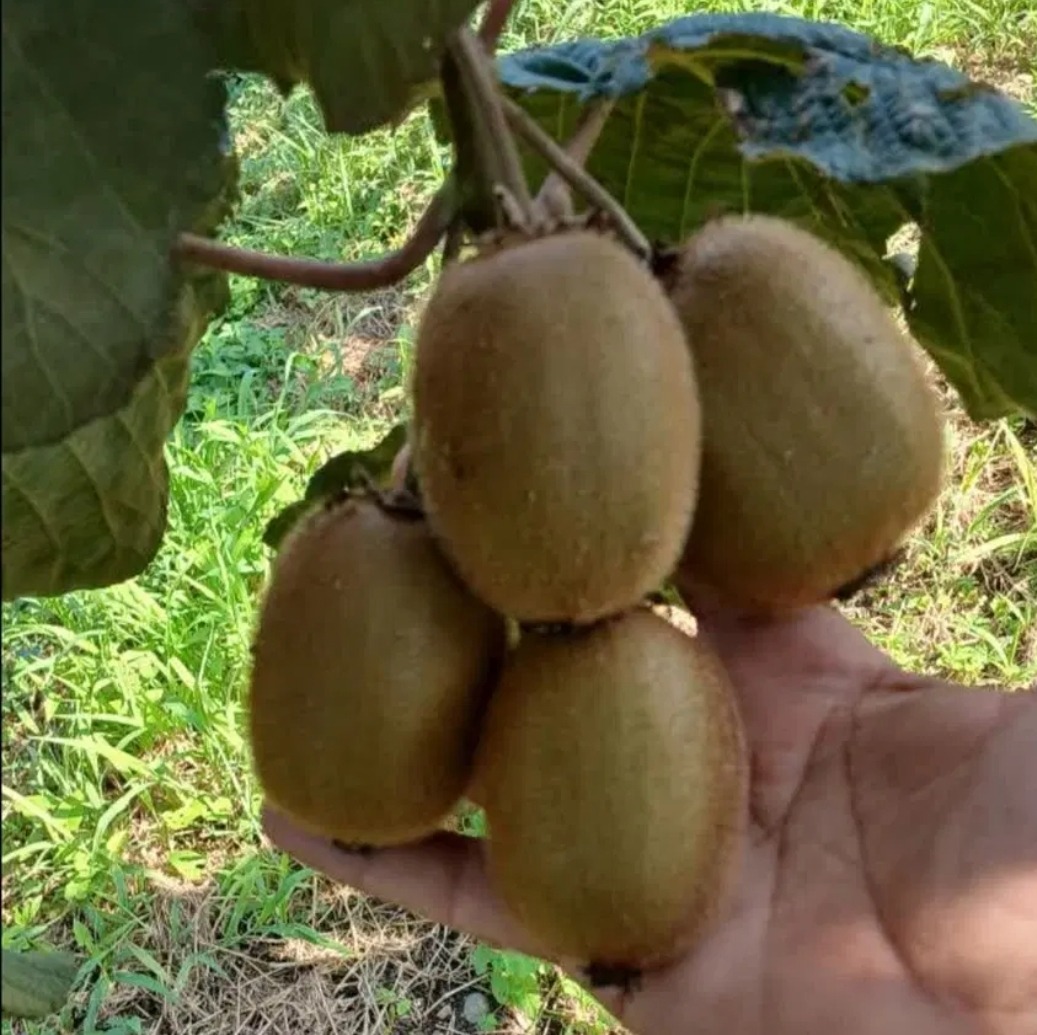 کیوی زیر برگ