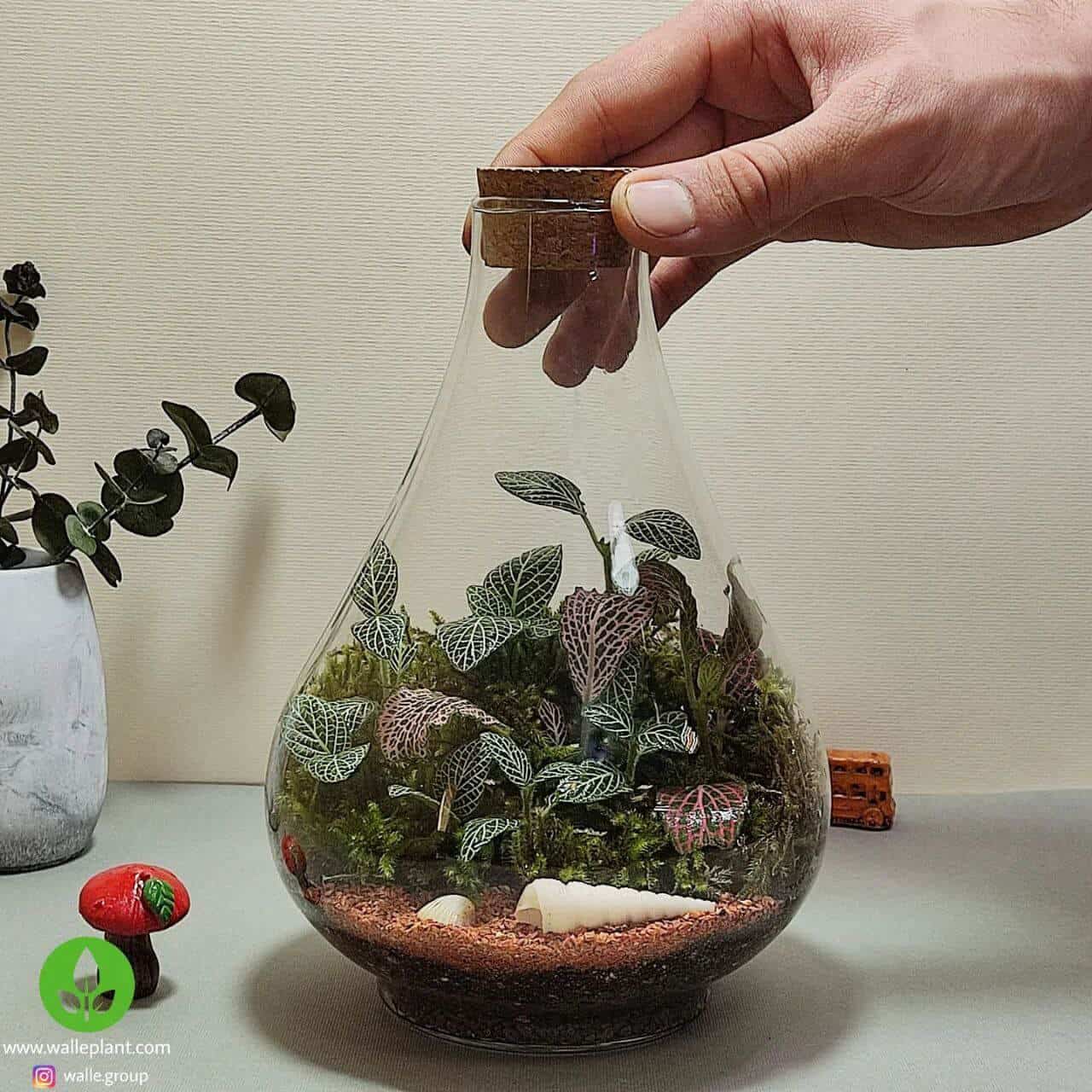 تراریوم طاووس سایز مینی .