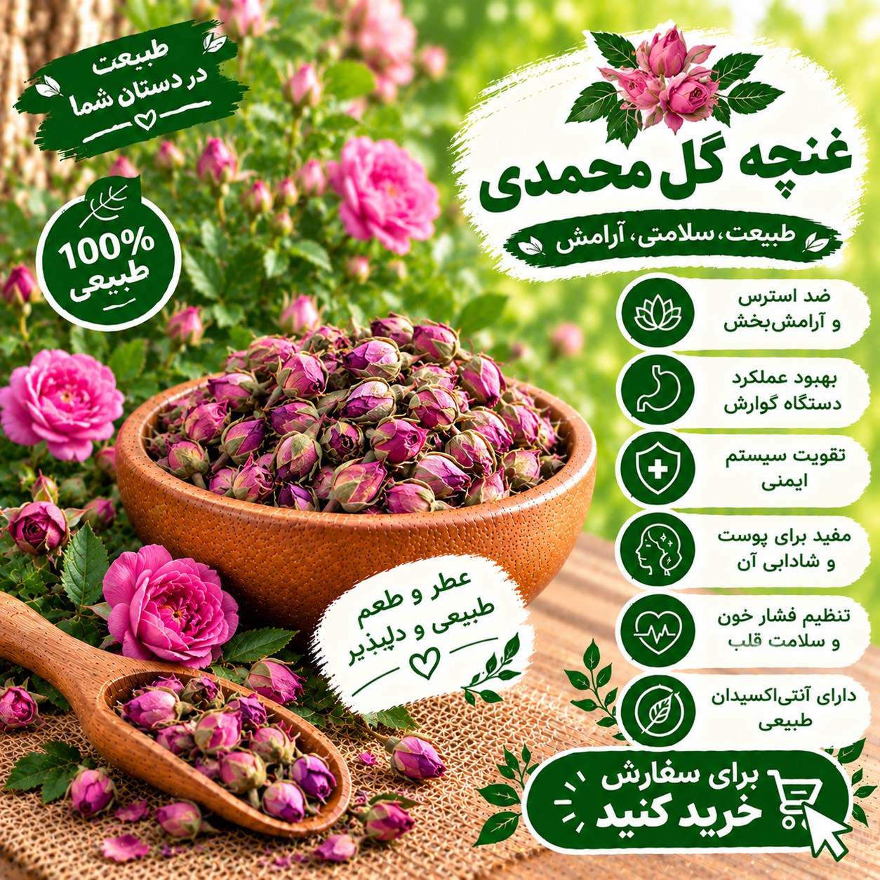 غنچه گل محمدی دیم.(لایزنگان)