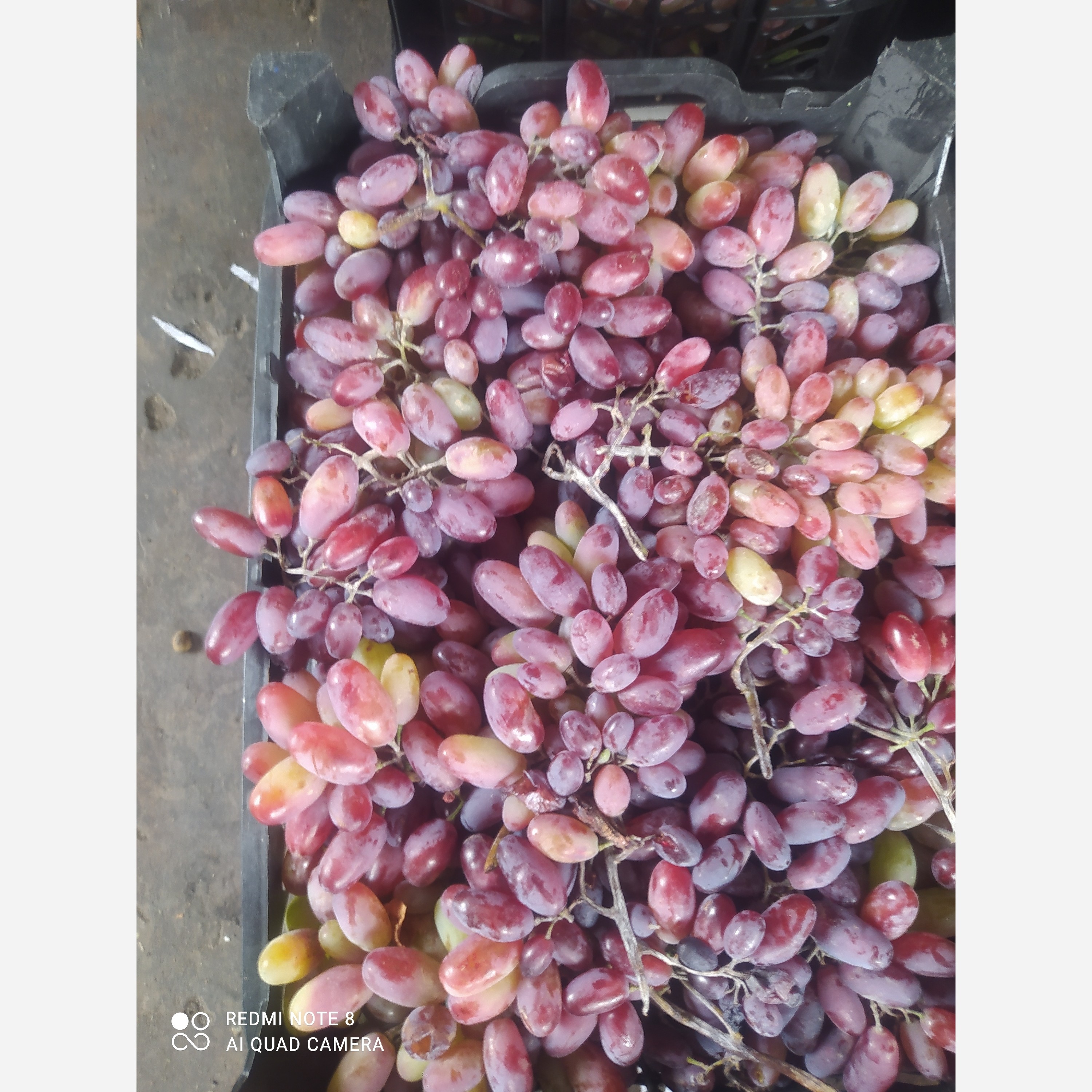 انگور صاحبی