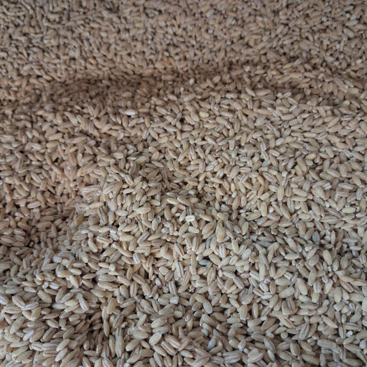 جو پاک کرده