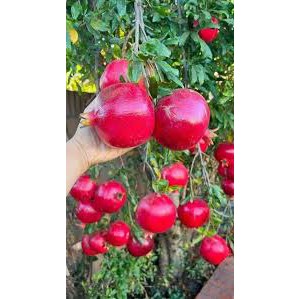 نهال انار واندرفول، سه ساله، رقم تجاری جهانی، دانههای یاقوتی و پرمحصول، مناسب باغ و گلدانجدید