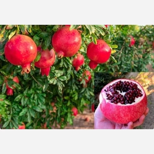 نهال انار واندرفول، سه ساله، رقم تجاری جهانی، دانههای یاقوتی و پرمحصول، مناسب باغ و گلدانجدید