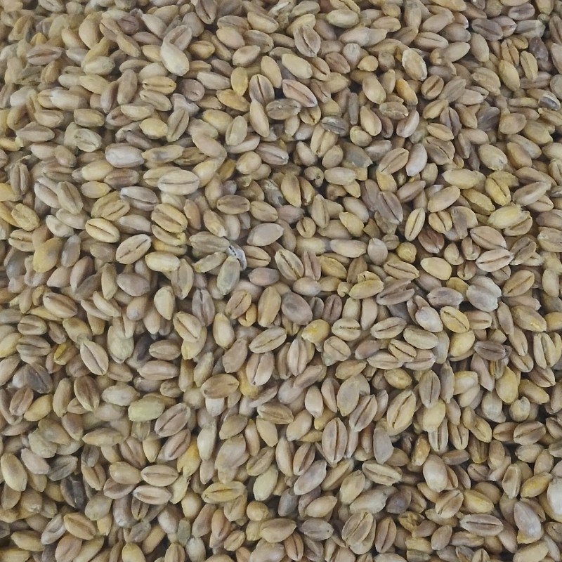 گندم و شاهدانه برشته یک کیلوگرم