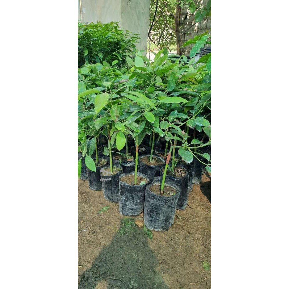 نهال آواکادو رقم زوتانو (Zutano) بسیار پربازده و گردهافشان قوی