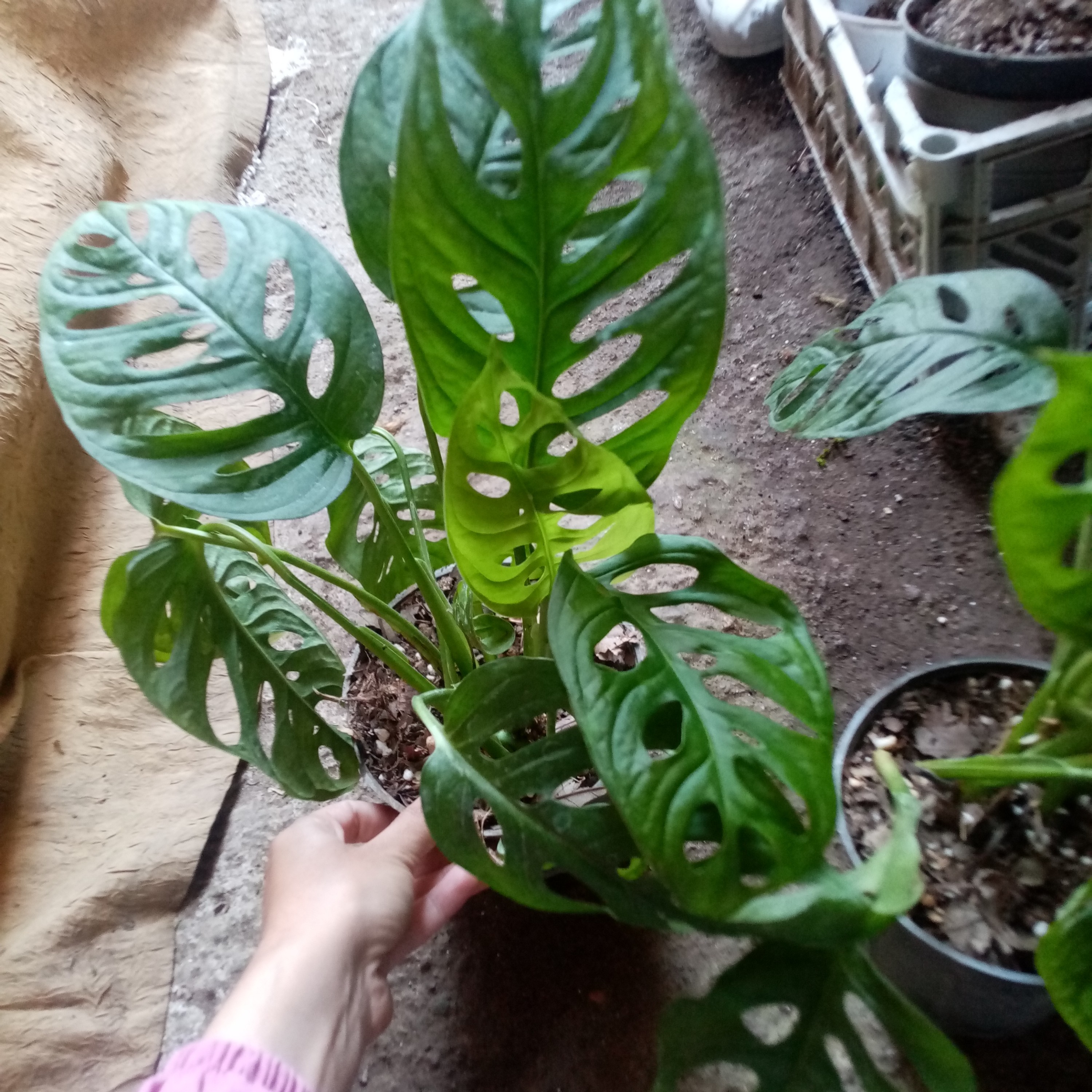 گل پتوس حصیری ادونسی گلدون پر در گلکده مهرزاد 