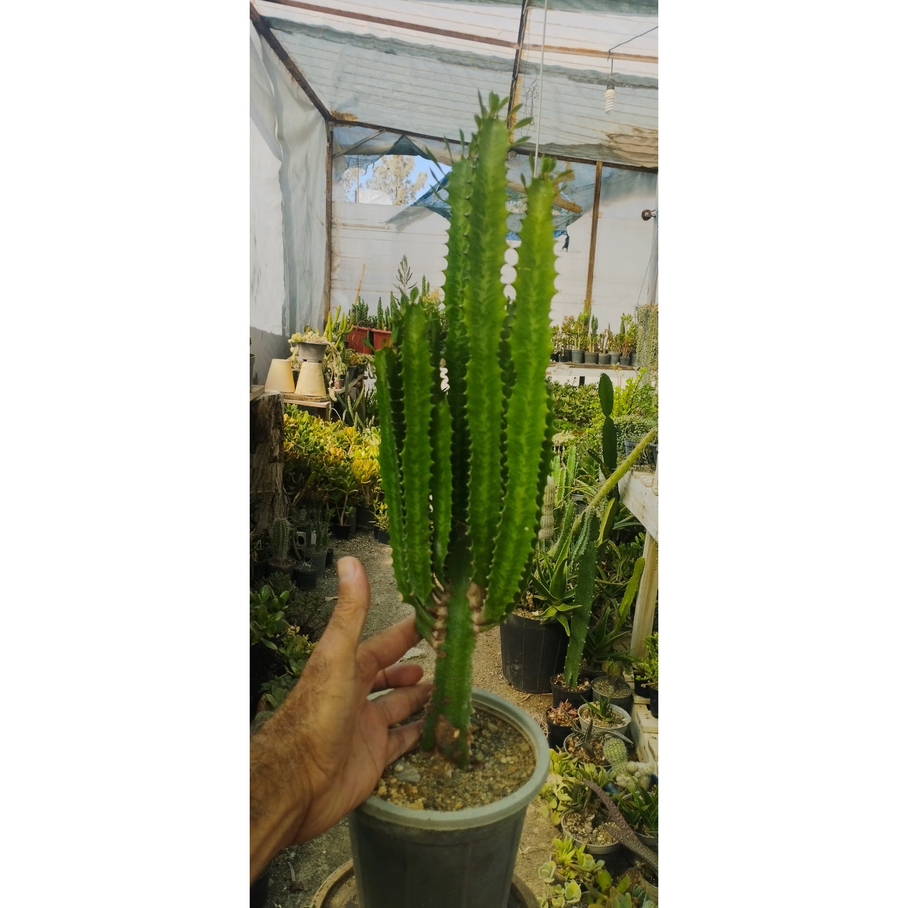 افوربیا سبز بنسای