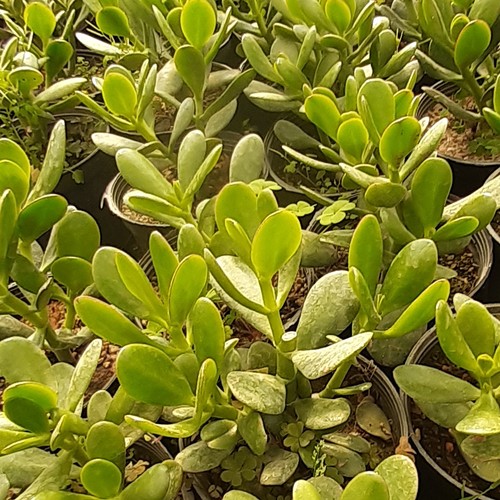گیاه طبیعی کراسولا یشم (گیاه ثروت)جدید