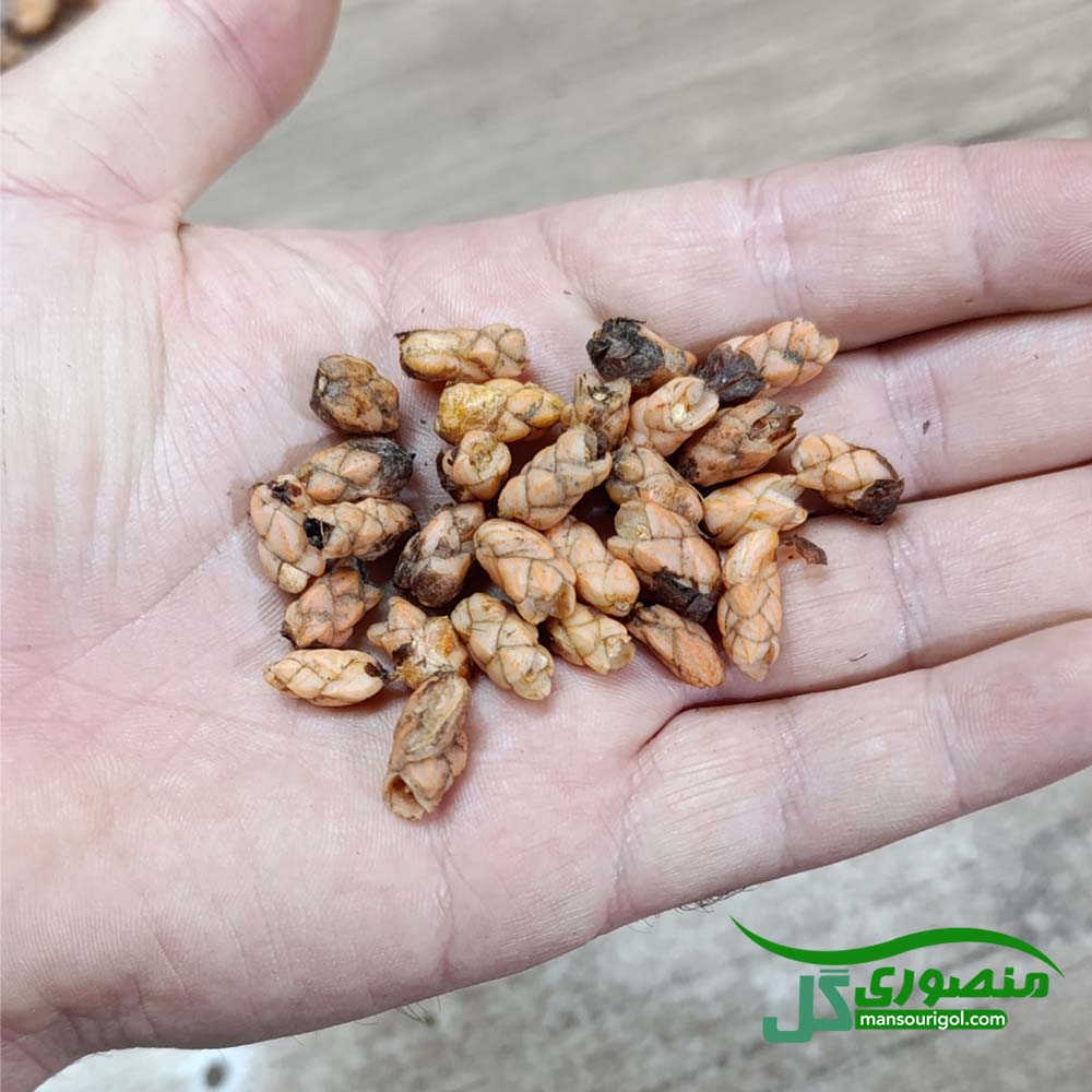 پیاز گل اکسالیس بنفش