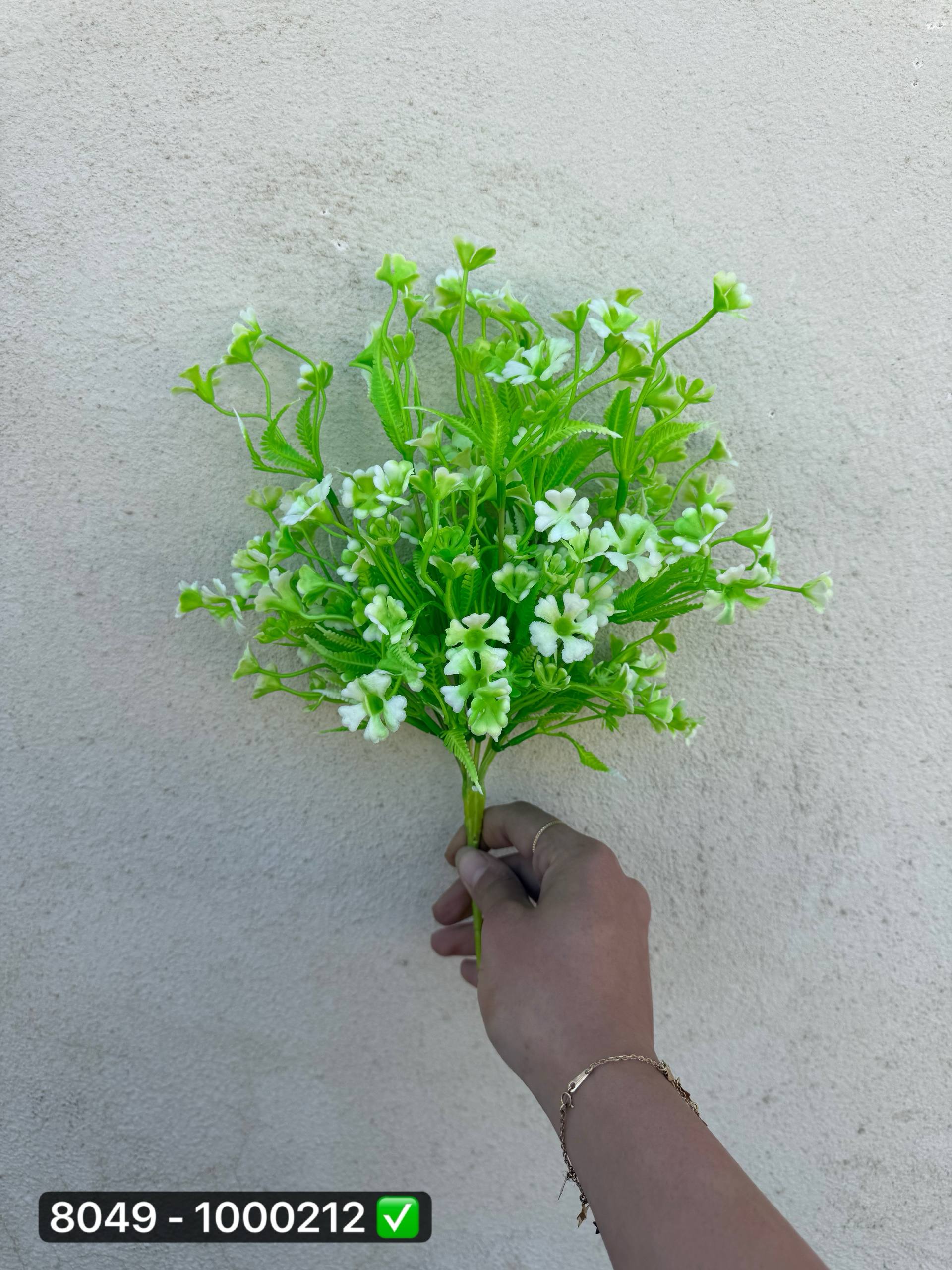 بوته شویدی گشنیز 5 بازو
