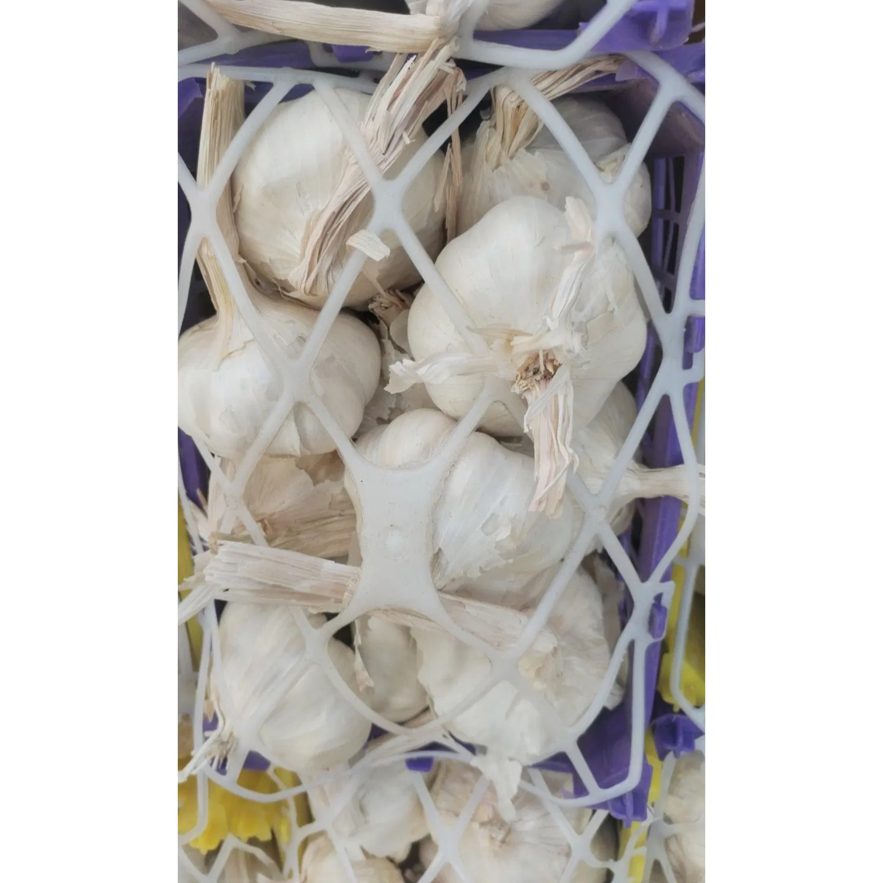 سیر خوش طعم و خوش عطر/عطر اصیل محصولات ایرانی