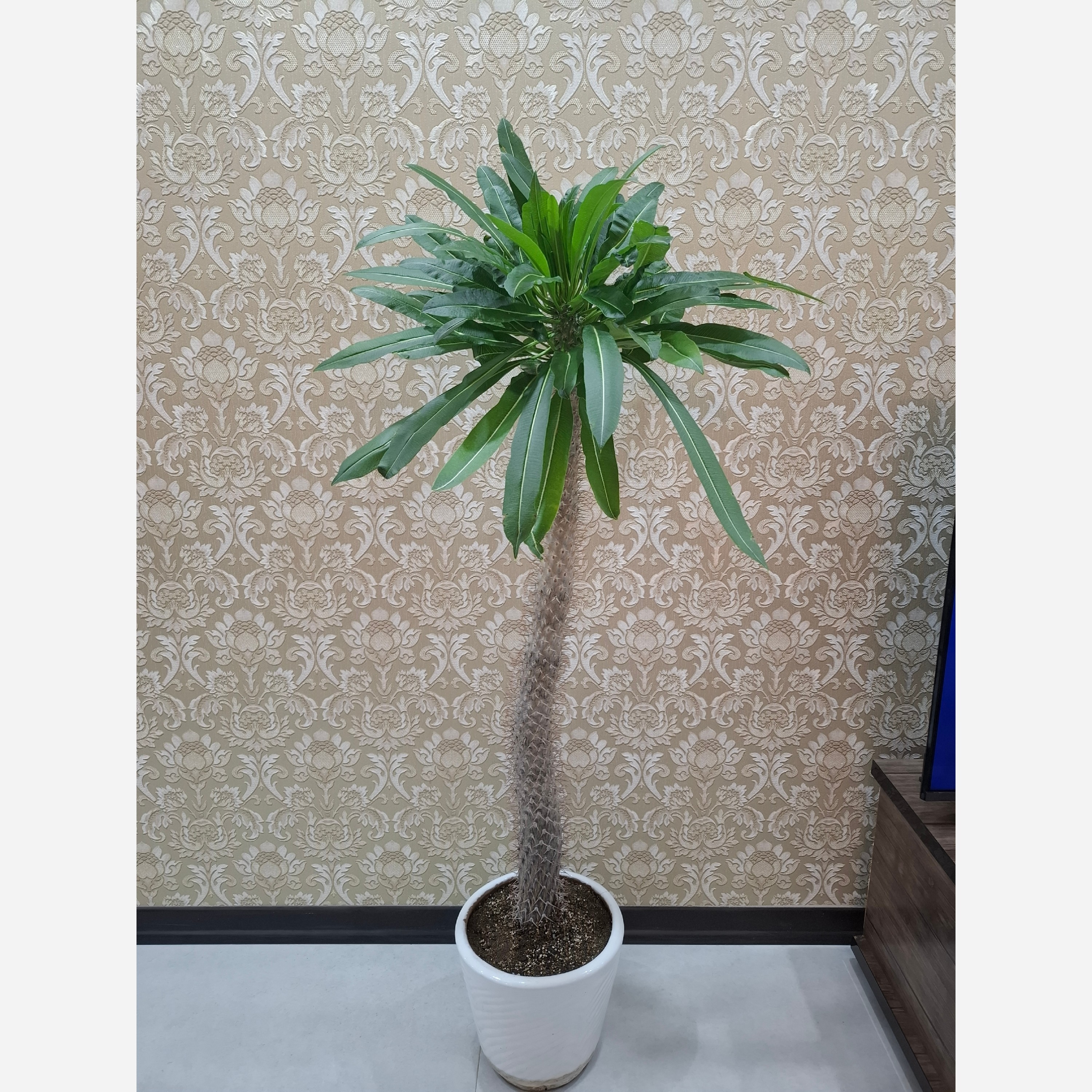 نخل ماداگاسکار یک و نیم متریجدید