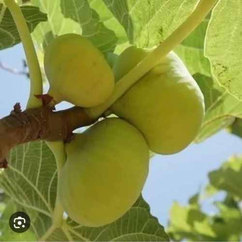نهال انجیر زرد سه فصل(نایلکسی)