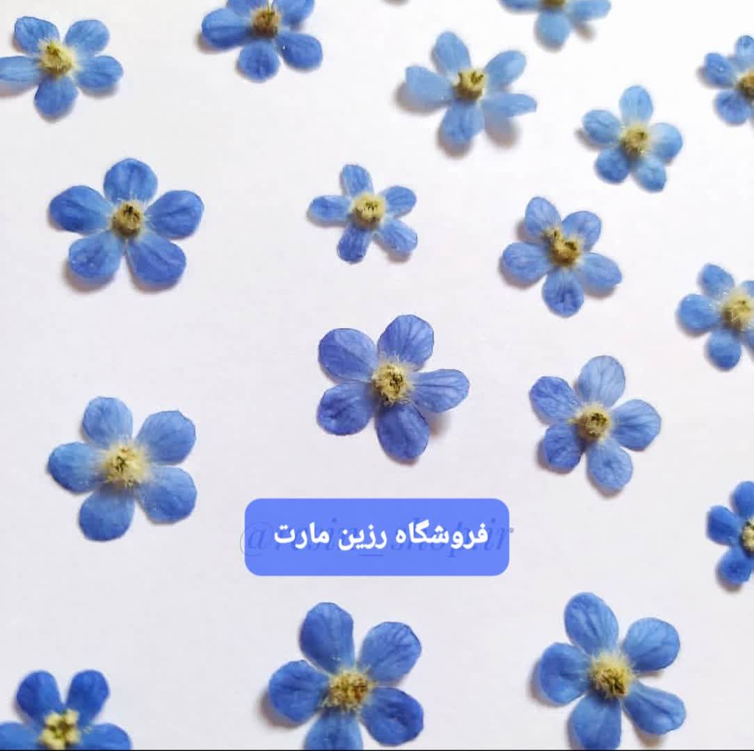 گل خشک شکوفه آبی 10 تایی