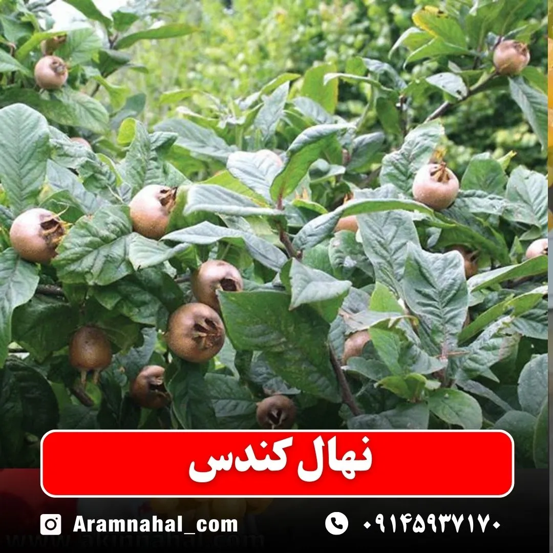 نهال کندس (حداقل ارسال 5 عدد) ( پس کرایه )