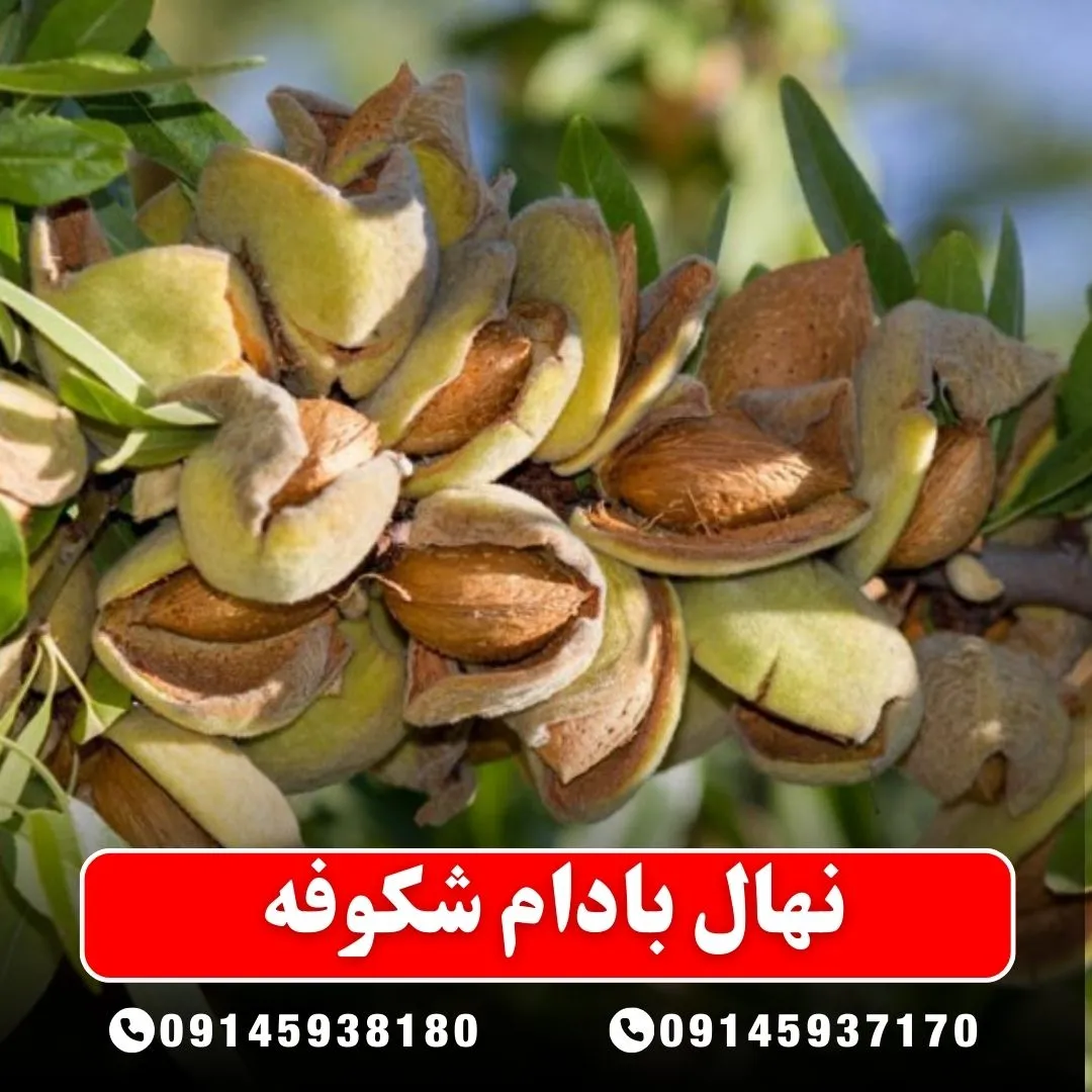 نهال بادام شکوفه (حداقل ارسال 5 عدد) ( پس کرایه )