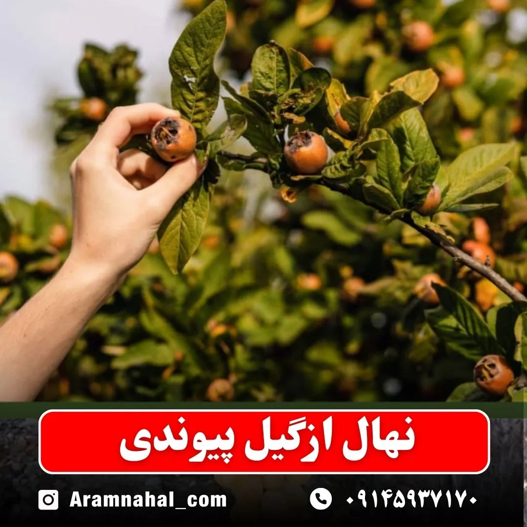 نهال ازگیل پیوندی (حداقل ارسال 5 عدد) ( پس کرایه )