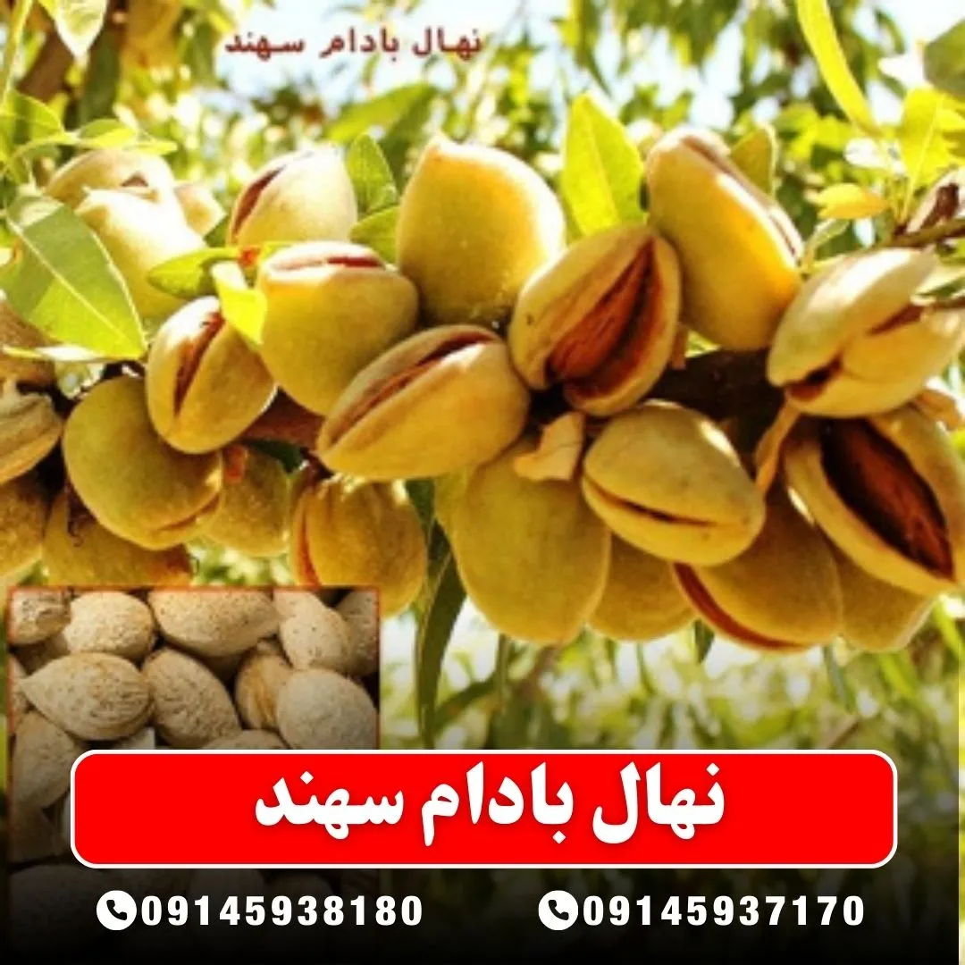 نهال بادام سهند (حداقل ارسال 5 عدد) ( پس کرایه )