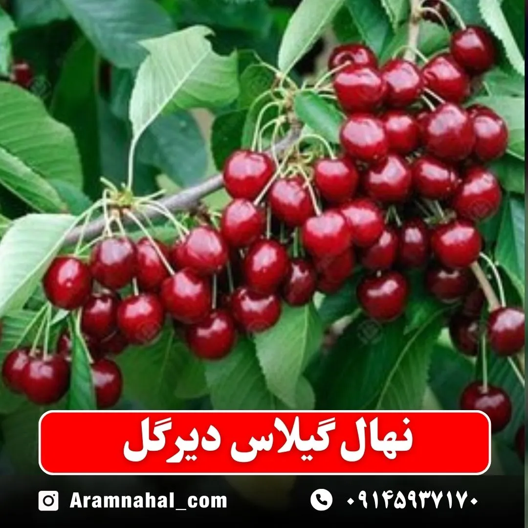 نهال گیلاس دیرگل (حداقل ارسال 5 عدد) ( پس کرایه )
