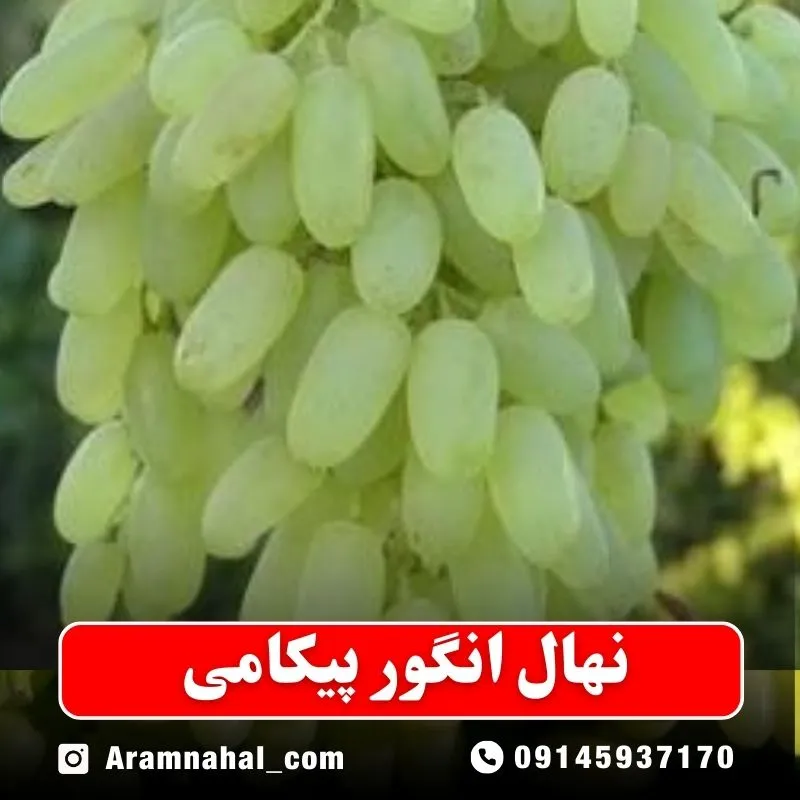 نهال انگور پیکامی (حداقل ارسال 5 عدد) ( پس کرایه )جدید