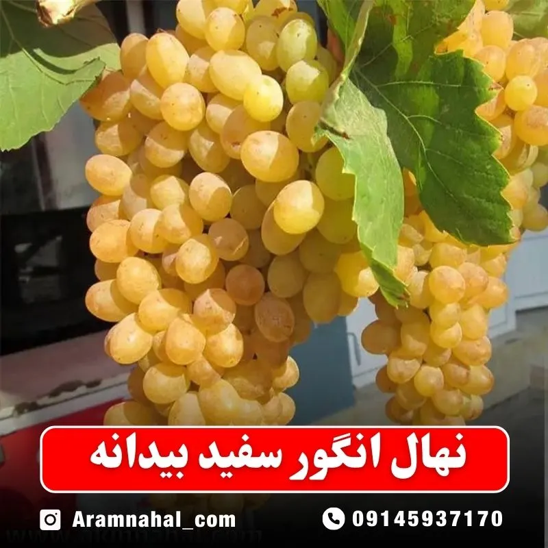 نهال انگور سفید بیدانه (حداقل ارسال 5 عدد) ( پس کرایه )جدید