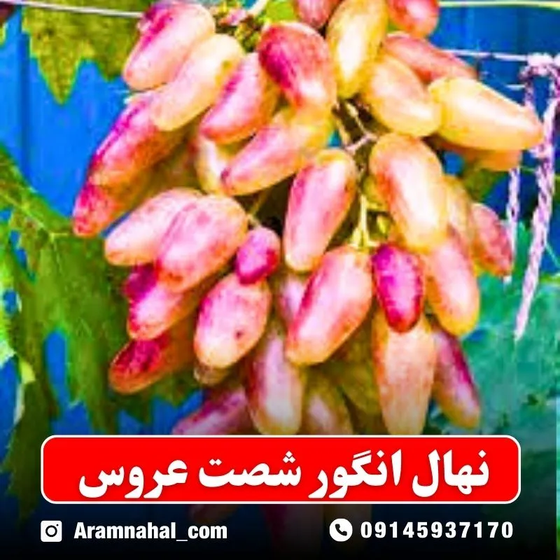 نهال انگور شصت عروس (حداقل ارسال 5 عدد) ( پس کرایه )جدید