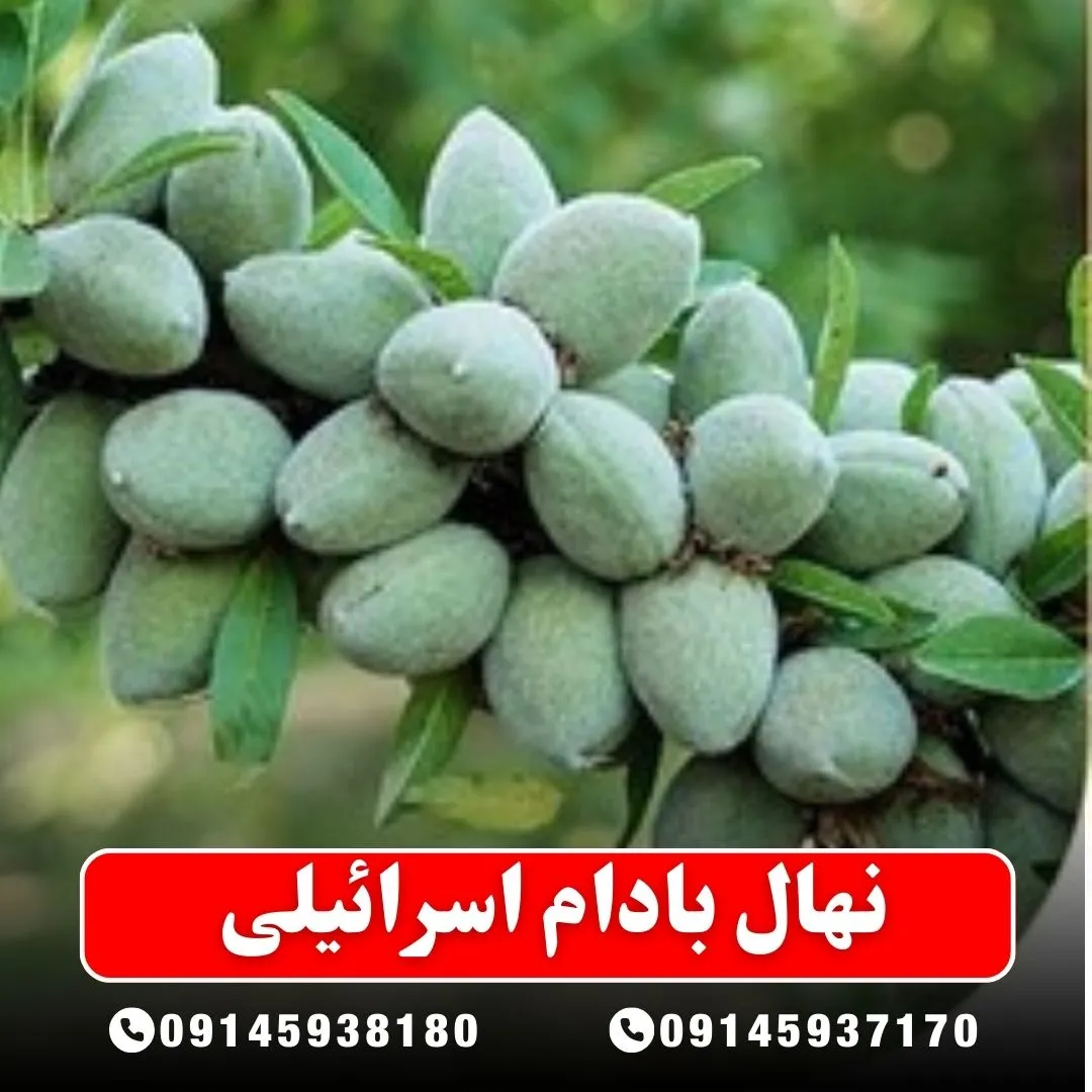 نهال بادام اسرائیلی (حداقل ارسال 5 عدد) ( پس کرایه )جدید