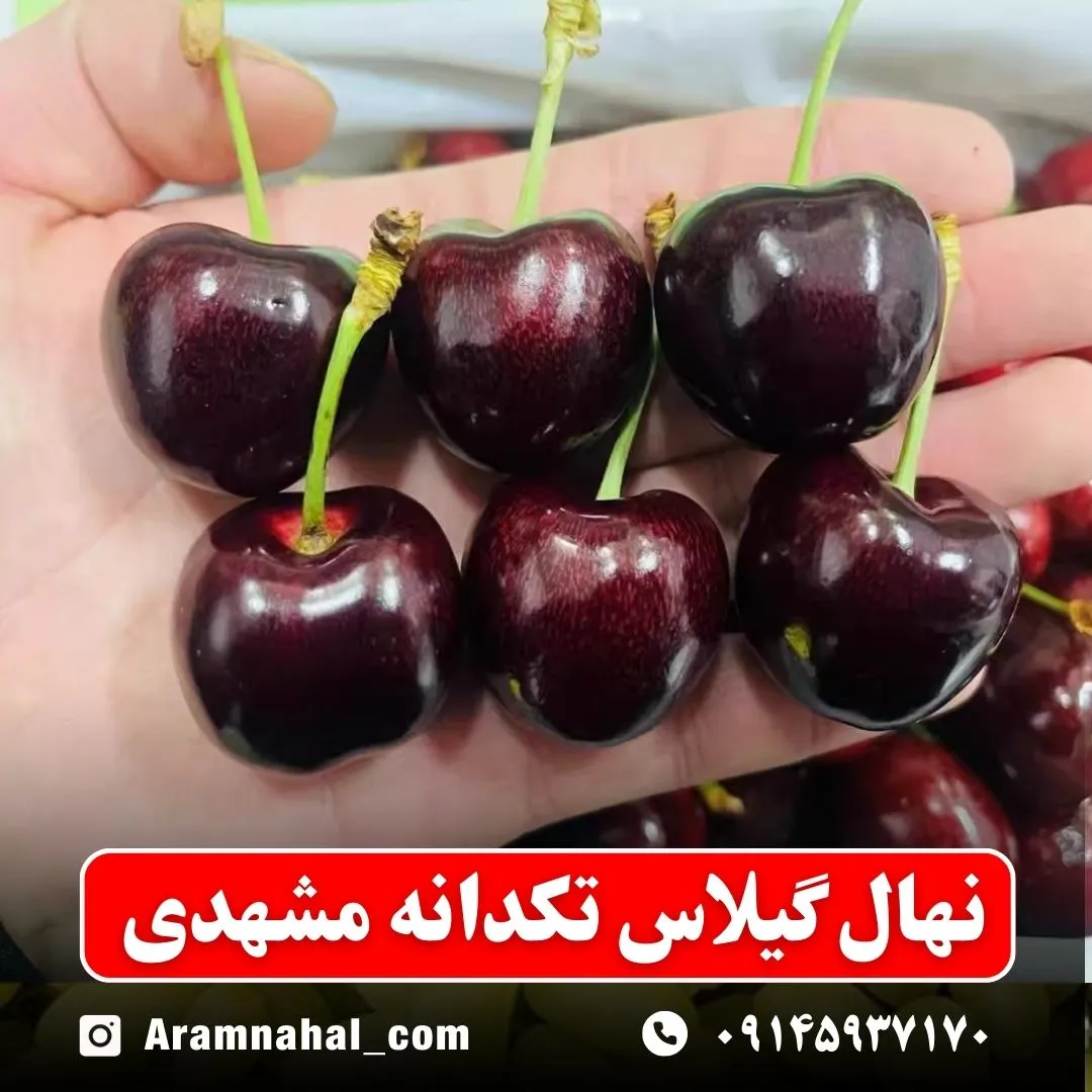نهال گیلاس تکدانه مشهدی (حداقل ارسال 5 عدد) ( پس کرایه )