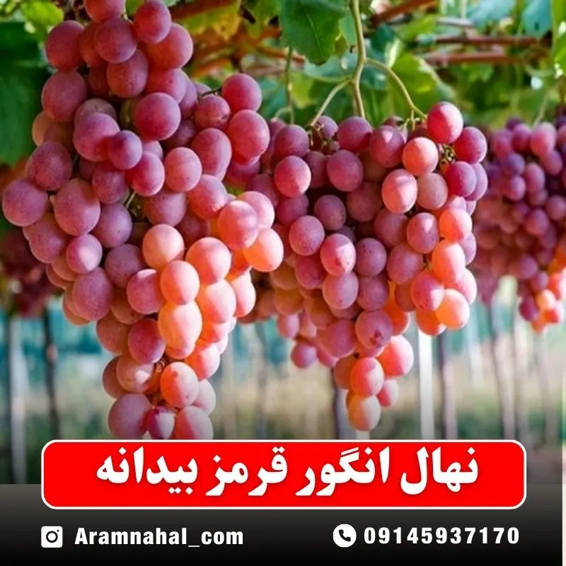 نهال انگور قرمز بیدانه (حداقل ارسال 5 عدد) ( پس کرایه )جدید