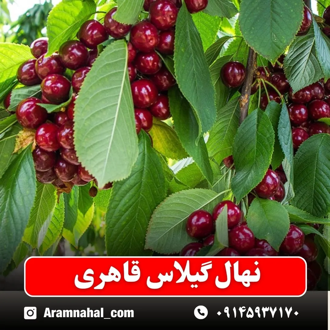 نهال گیلاس قاهری (حداقل ارسال 5 عدد) ( پس کرایه )