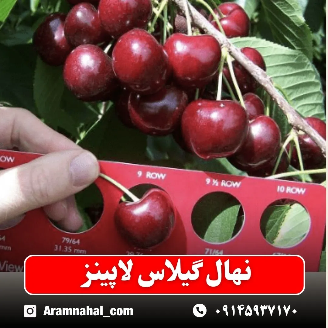 نهال گیلاس لاپینز (حداقل ارسال 5 عدد) ( پس کرایه )