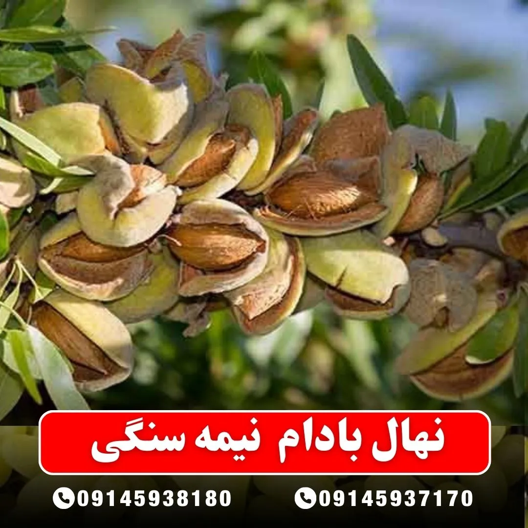 نهال بادام نیمه سنگی (حداقل ارسال 5 عدد) ( پس کرایه )
